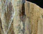 / Tall Free-Standing Petrified Wood Specimen #6397-5